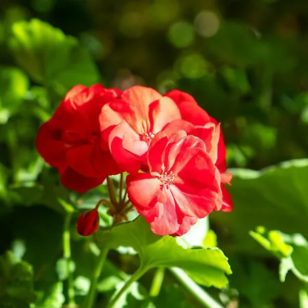 Garni Dei Fiori Otel Ascona
