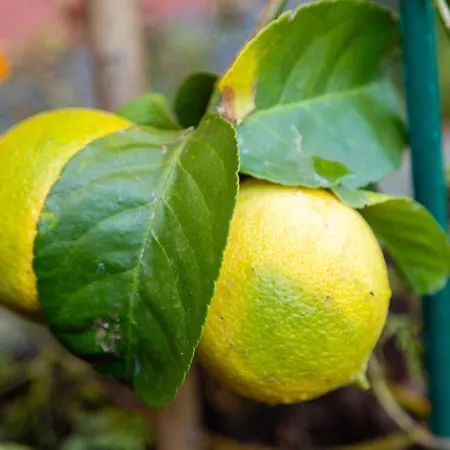 ホテル Garni Dei Fiori 3*