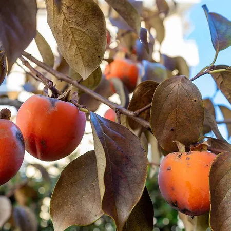 ホテル Garni Dei Fiori 3*