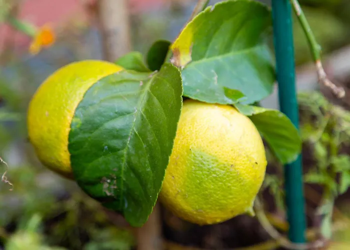 ホテル Garni Dei Fiori 3*