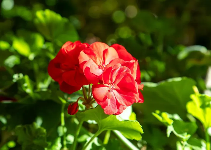 Garni Dei Fiori ホテル アスコナ