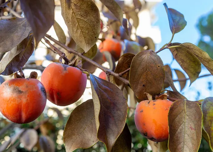 ホテル Garni Dei Fiori 3*